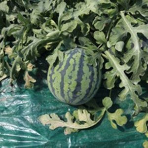 4월수박 고령수박 배달 맛있는 고당도
