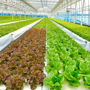 [고급 7-8종] 팜포라이프 유럽 샐러드 1kg