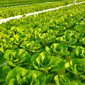 [단품] 유러피안샐러드 프릴아이스 카이피라 버터헤드 로메인 알싸시아 1kg