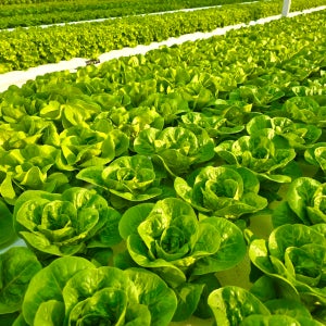 [단품] 유러피안샐러드 프릴아이스 카이피라 버터헤드 로메인 알싸시아 1kg