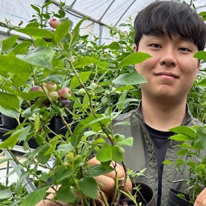 블루베리나무 묘목 스위트하트 P15포트 2.5년생 자가수정