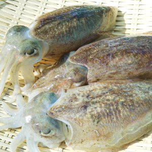 국내산 제철 산지직송 활 갑오징어 회 1kg 특대 사이즈 생물 횟감용 통찜용 손질