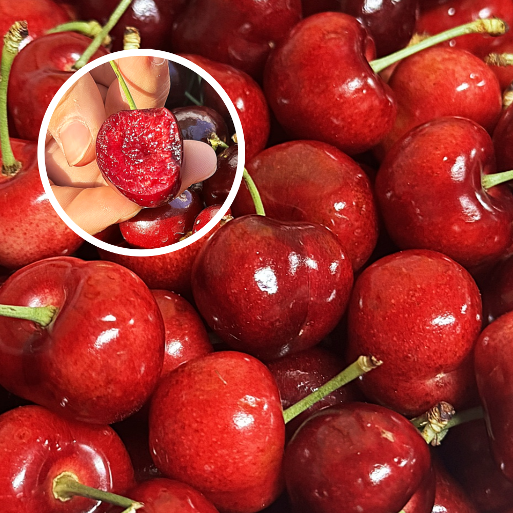 고당도 생 체리 칠레산 항공직송 효능 칼로리 제철 빙체리 왕체리