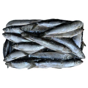 국내산 냉동 청어 12kg 60마리전후 구이용 조림용 꽁치대용 스끼다시용