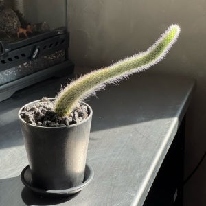 업플랜트 여우꼬리 선인장 키우기쉬운 솜털 같은 표면의 선인장 책상꾸미기 소품 초보식집사