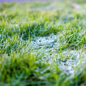 대전시 잔디제초 벌초비용 벌초대행가격 벌초업체 벌초비용 벌초견적 산소잔디관리 산소관리