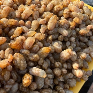 오만둥이 국내산 미니 미더덕 1kg