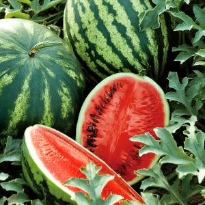 진심먹거리 산지직송 하우스수박 고당도 겨울수박