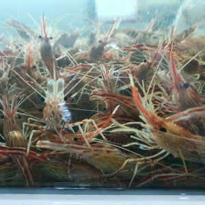 활 꽃새우 죽변항 입찰 발송 닭새우 도화새우 산소포장 500g,1kg 구성