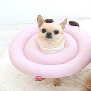 강아지 고양이 넥카라 중성화 수술 깔대기 발사탕 상처보호 베프 분홍(댕댕이), 2XL