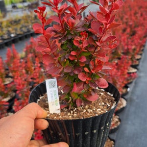 오렌지로켓 직립매자나무 18호 화분묘