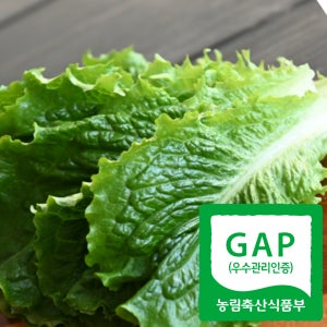 당일수확 잎 로메인 청상추 1kg 2kg 농장직송 넉넉한용량 지평 멋진 농부