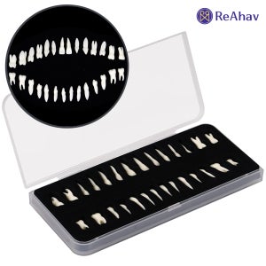 교육 치아모형 인체 이 이빨 구강관리 양치 교보재 치과 성인 실제 교정 실습 교구 덴티폼