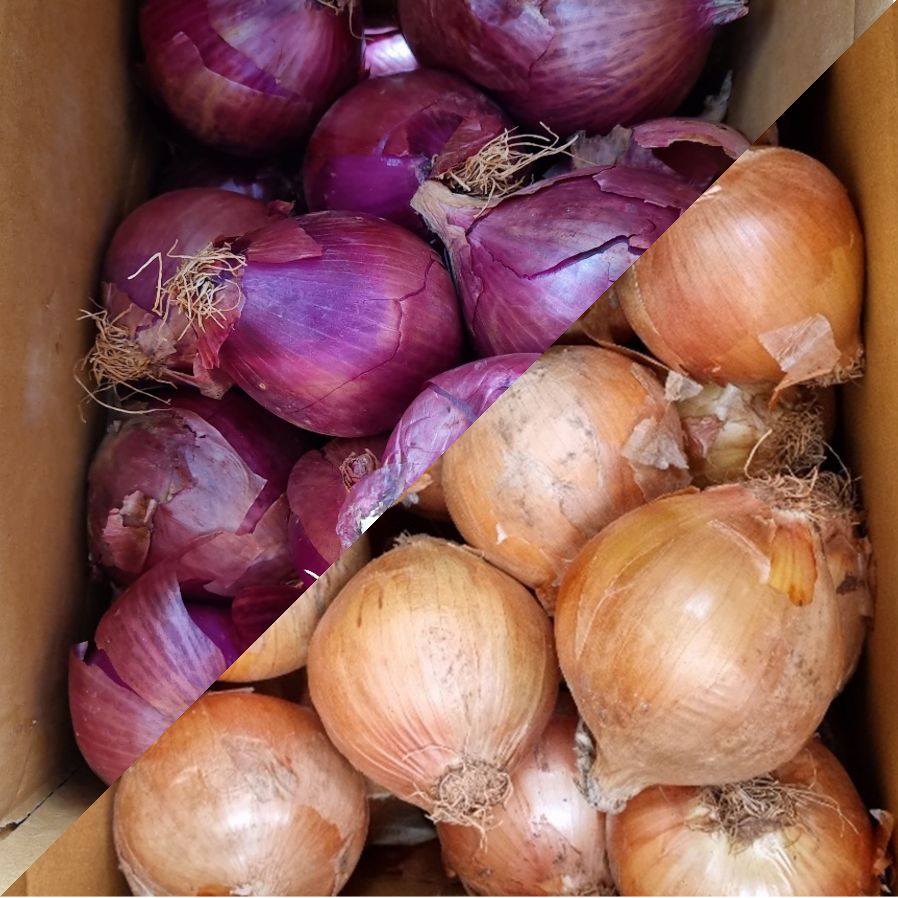 국내산 <b>양파</b> 아삭한 자색<b>양파</b> 빨간 단단한 무안 햇 5kg 10kg 3kg