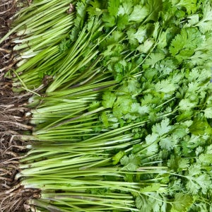 고수 한봉지 샹차이 coriander 베트남고수