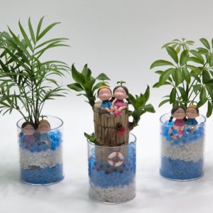 공기정화 수경재배식물 3종 원예체험 키트 세트 DIY 만들기 행운목 홍콩야자 테이블야자