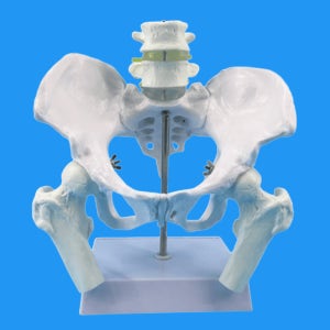 여성 골반 모형 요추 천추 천골 꼬리뼈 고관절 골격 관절 뼈 구조 모델 해부학 인체모형