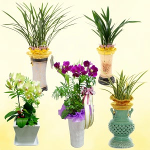 광주 광산구꽃배달 개업화분 동양란 서양란 사무실 카페 식당 개업화분 전국꽃배달