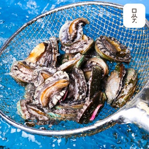 완도전복 활전복 특대 1kg 6미 8미 10미 선물세트 직거래