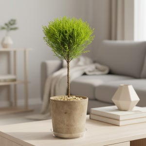 율마 외목대 공기정화식물 반려식물 키우기 플랜트메이트