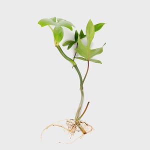 메이크정글 공기정화 수경재배 흙 세척 식물 플로리다 뷰티