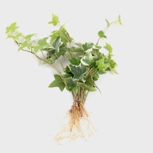 메이크정글 공기정화 수경재배 흙 세척 식물 무늬아이비