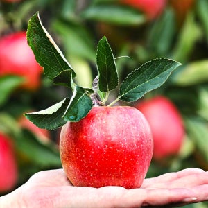 프리미엄 경북 부사 꿀사과