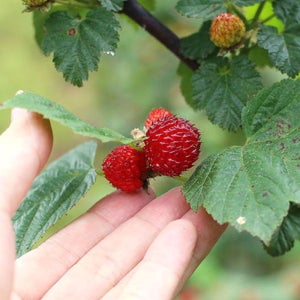 25년 고창 산딸기 급냉 흑산딸기 라즈베리 생과 2kg, 1개