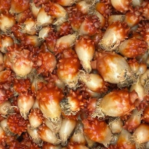 제철 갓성비 햇 앵치멍게 2+1, 총 3kg 활멍게