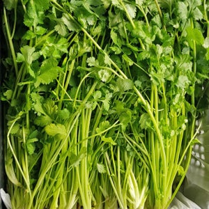 국내산 고수나물 고수풀 마라탕 쌀국수 향신료