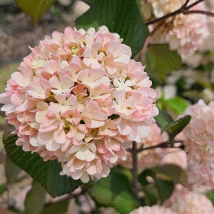 충북농원 분홍설구화(핑크오데마리)-포트묘