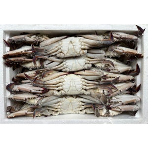 숫꽃게 라운드 4kg 활꽃게 급냉 찜용 탕용