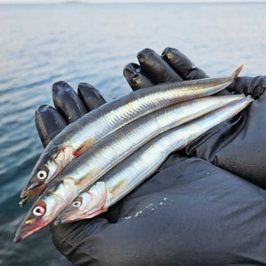 고성댁 이스방 양미리 1kg 강원도 고성군 산지 당일발송