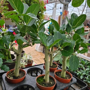 공기정화식물 공기정화나무 오도리뱅갈고무나무 녹보수