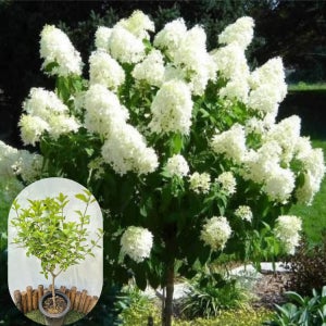 스탠다드 목수국-라임라이트 외목대 토피어리형 수국 여름 꽃나무 포인트조경 꽃나무친구