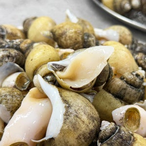 농가살리기 동해안 자연산 활 흑골뱅이 1kg