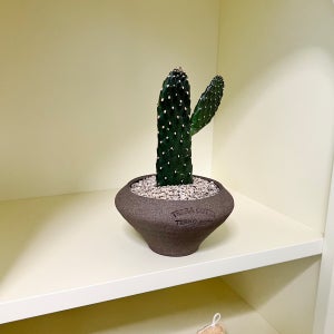 한팔 만세 선인장 키우기 쉬운 반려식물 납작팽이토분S