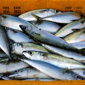 국내산 참고등어 진공포장 손질 고등어 10미 대