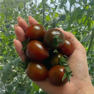 가마골보부 대저 흑대추 방울 토마토 당일수확 10Brix, 2kg, 1개