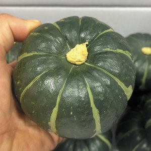 깨끗한 공중재배 25년 해남 미니밤호박 단호박 보우짱 8-12과 4kg, 1개