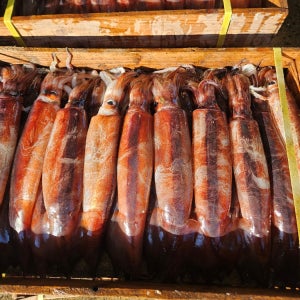 당일경매 국내산 횟감 활 오징어 1kg 통찜
