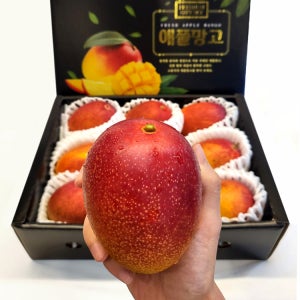 [국내최대농장] 제주섬 애플망고 초고당도 프리미엄 선물용 1.5kg 2kg 3kg