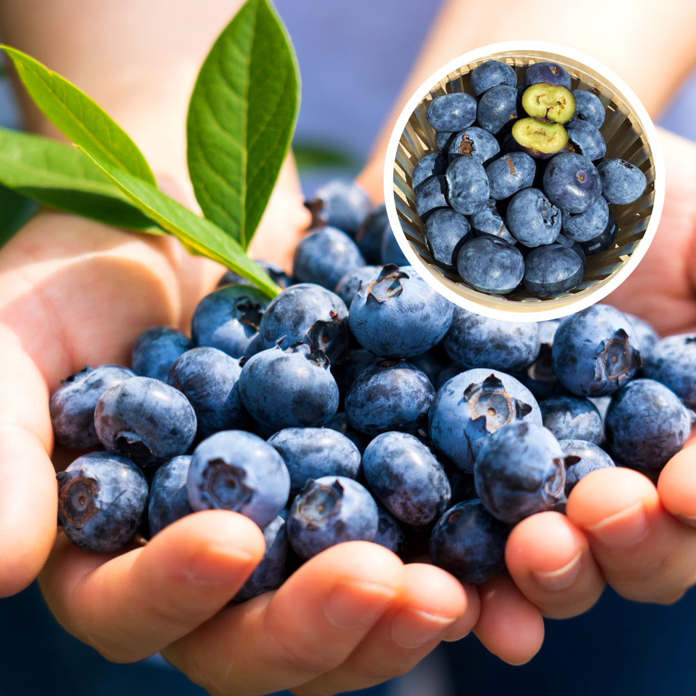 미국산 생블루베리 슈퍼푸드 제철 간식 햇 블루베리 125g