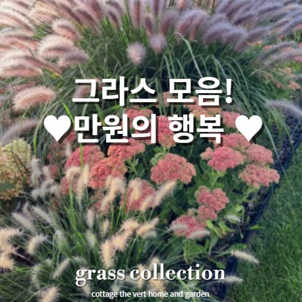 코티지더베르 유럽 신품종 그라스 사초 정원식물 노지월동 다년생