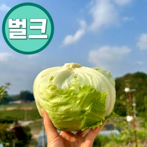 [벌크] 국내산 양상추 12통 / 산지직송 / 샐러드용