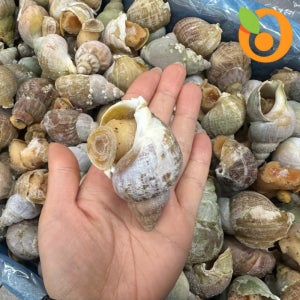 캐나다 자숙 급냉 8kg 백골뱅이 30/50 대용량