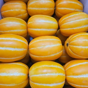 프리미엄 성주 참외 선물용 가정용 10kg 꿀참외