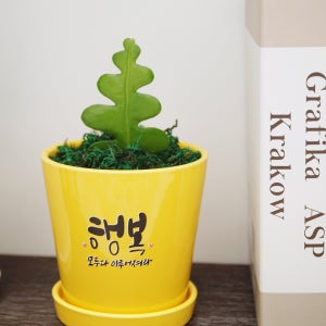 소소한행복 메세지화분 초보식집사 관엽식물 실내공기정화 반려식물