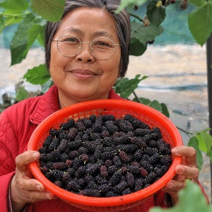 국내산 고창 청일뽕 오디 과상2호 오디 특품 상품 산지직송 5kg 10kg