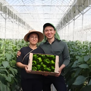 국내산 업소용 피망 청피망 홍피망 5kg 10kg